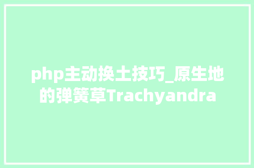 php主动换土技巧_原生地的弹簧草Trachyandra