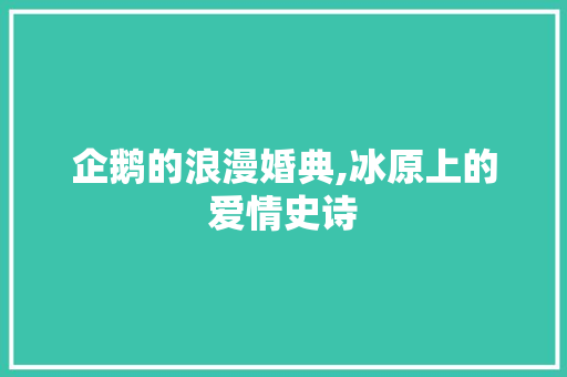 企鹅的浪漫婚典,冰原上的爱情史诗
