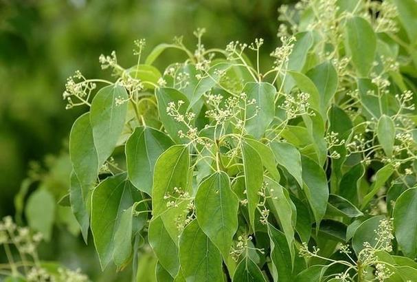 樟树十大企业排名「樟树百科信息」