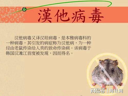 有人懂汉坦病毒吗?请科普一下「威海seo技术哪家好」