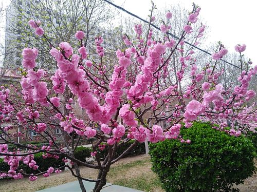 清明节时期沧州哪里有赏花的地方呢「沧州网站优化公司」