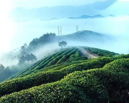 湘西十大名茶排名「湘西网站优化公司」