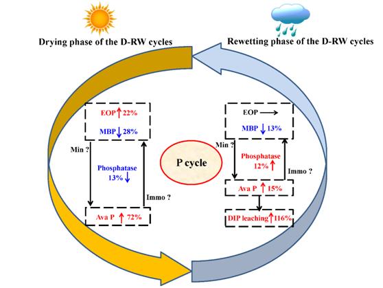 PHP127有机硅技巧_Science磷叶立德和苯甲醇系统助力环状低聚硅氧烷的开环聚合