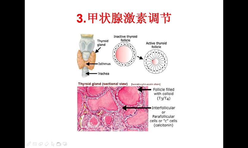 甲状腺php技巧_理解内渗出激素三甲状旁腺激素