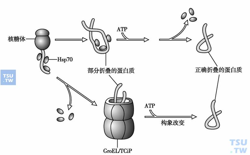 酚酞php技巧_诺奖值得系列蛋白质折叠的分子伴侣出身记