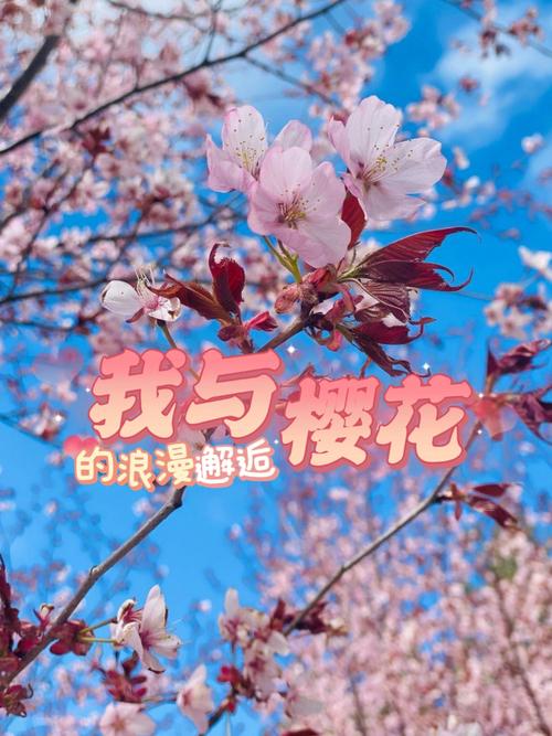 explacephp技巧_樱花开了大年夜多伦多地区和周边城市赏樱花指南