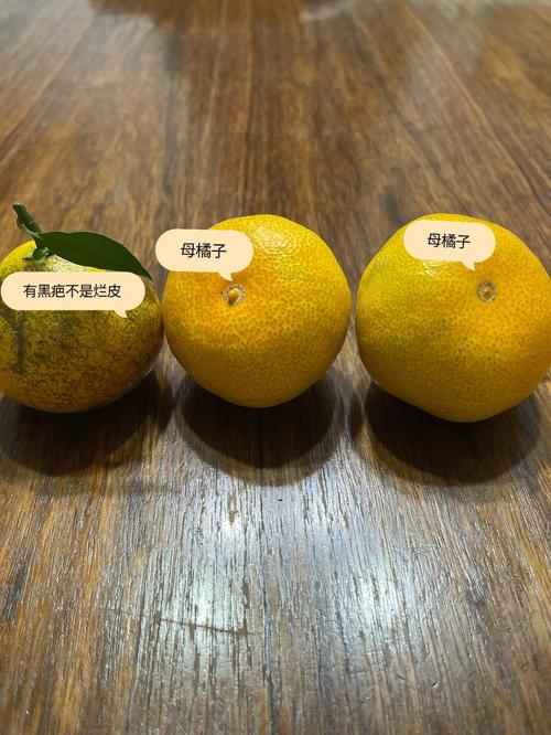 橘子php技巧_橘子建站技能选型为您的网站培植奠定坚实根本