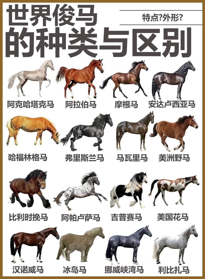 phphorse技巧_所谓骏马应该有什么样的腿