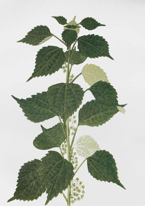 php泡桐技巧_最全植物类查询专业网站丨植物类研究必备值得收藏