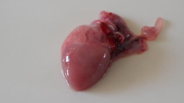 php总数技巧_哺乳动物生平中真的只有10亿次心跳吗人类为什么有25亿次