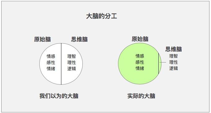 php距今时长技巧_大年夜脑的进化过程远比我们认为的更复杂