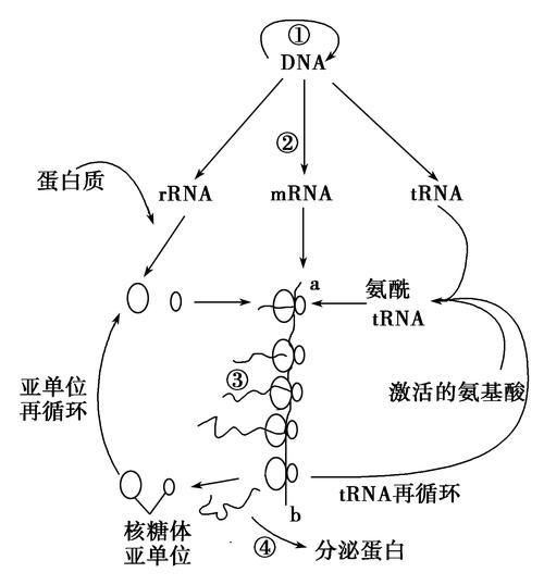 php删除折叠技巧_J Cell Biol 细胞清除组织中缺点折叠的蛋白质的新机制