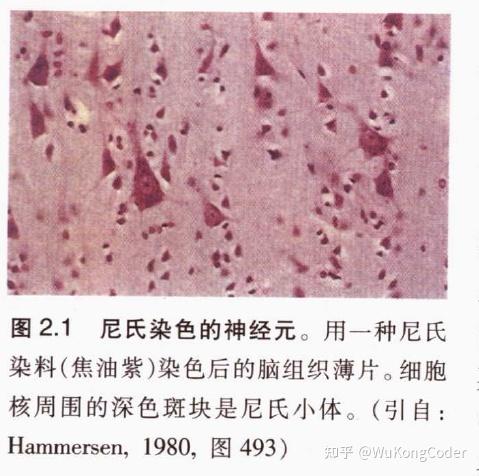 PHP卵白线技巧_神经科学重磅打破美国科学家开拓经颅光遗传学