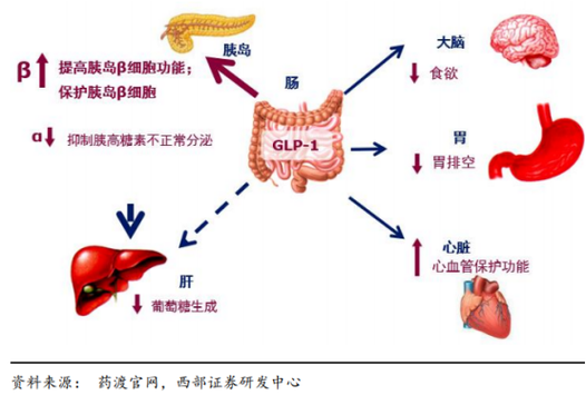 sgipphp开辟技巧_GLP1GIP双靶点药物开拓格局分析恒瑞博瑞生物华东医药…