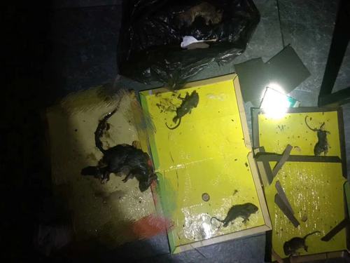 php深夜代码技巧_大年夜神轨范员夜夜写码到天明有人昼伏夜出有人全天在线