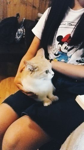 php对接金饰技巧_天天吸猫猫毛会被吸进身体里吗