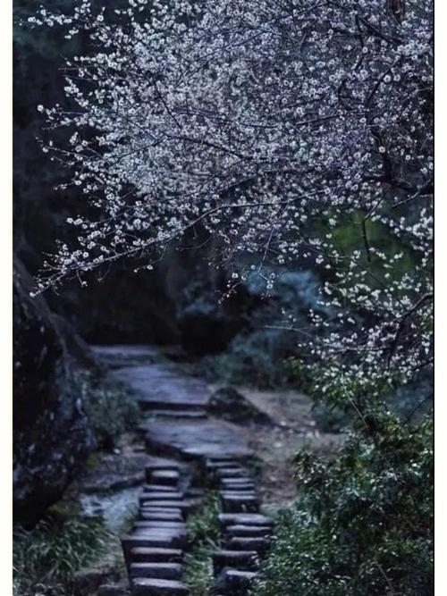 在线梅花php技巧_花見梅花三月飞东瀛日本赏梅攻略
