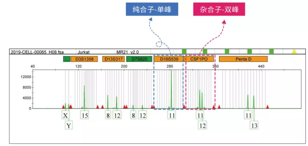 strstr中文php技巧_亲测可用的php技能strstrstrrchrsubstrstristr差异总结