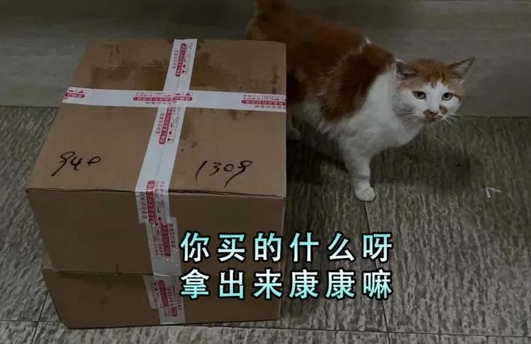 php小偷生成静态技巧_曝光小偷猫静态治理把小猫咪逼上犯罪之路