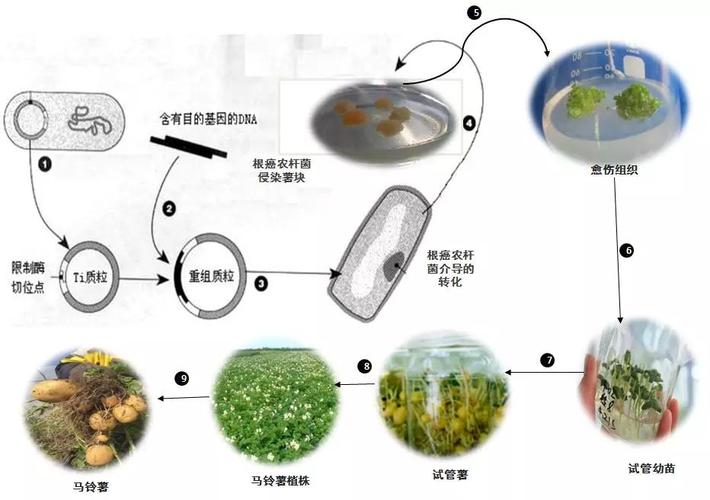 php45Ω质粒技巧_啥是质粒从生物武器到转基因食物都跟它有关