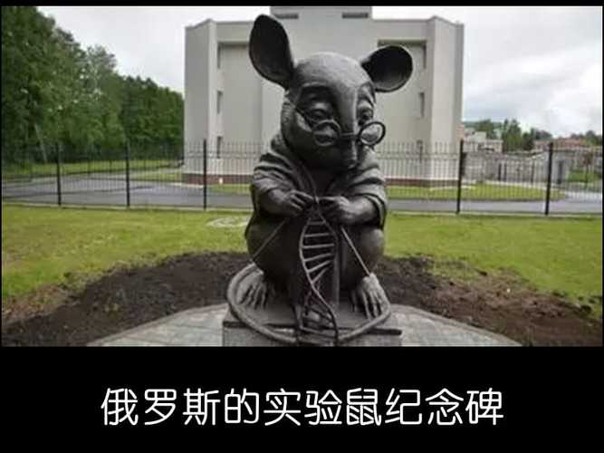 php代表什么动物技巧_事关伦理问题公鼠怀孕实验激发争议