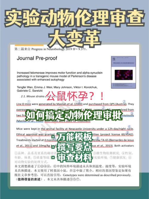 php是啥动物技巧_事关伦理问题公鼠怀孕实验激发争议