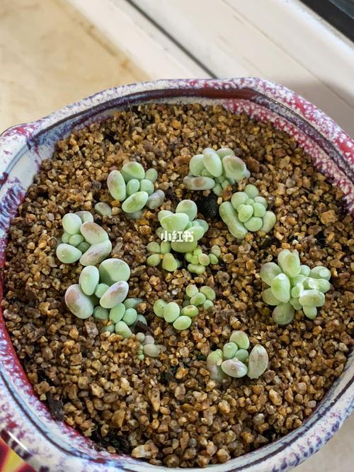 php春暖地址技巧_桃蛋蛋一年六次叶插生43棵小蛋蛋
