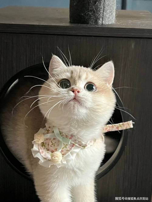打造理想家园,宠物猫网站设计指南