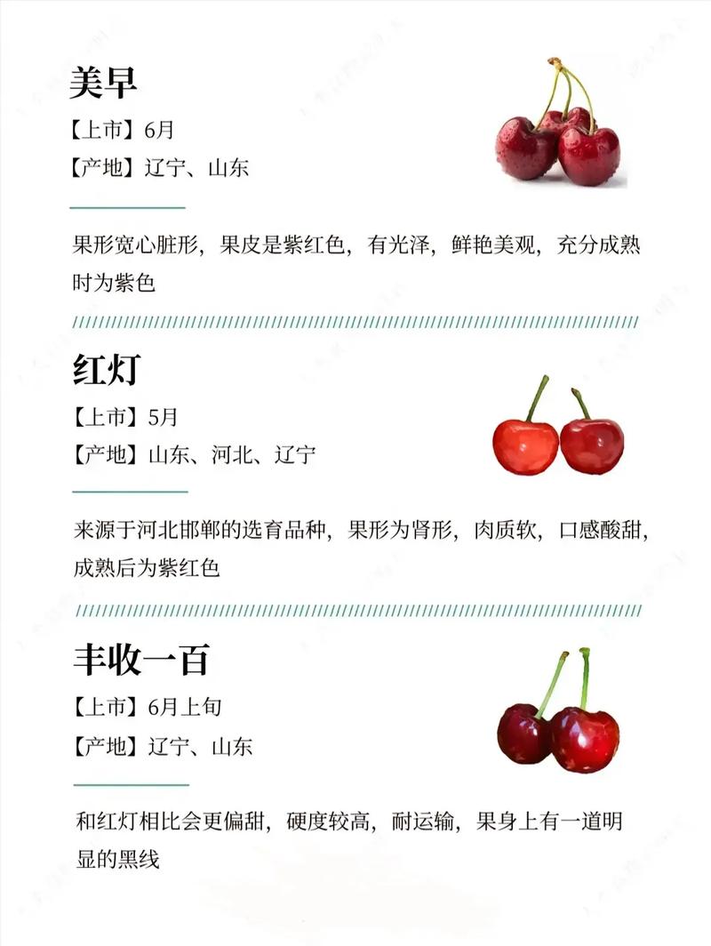 樱桃网站,设计之美,体验之魂