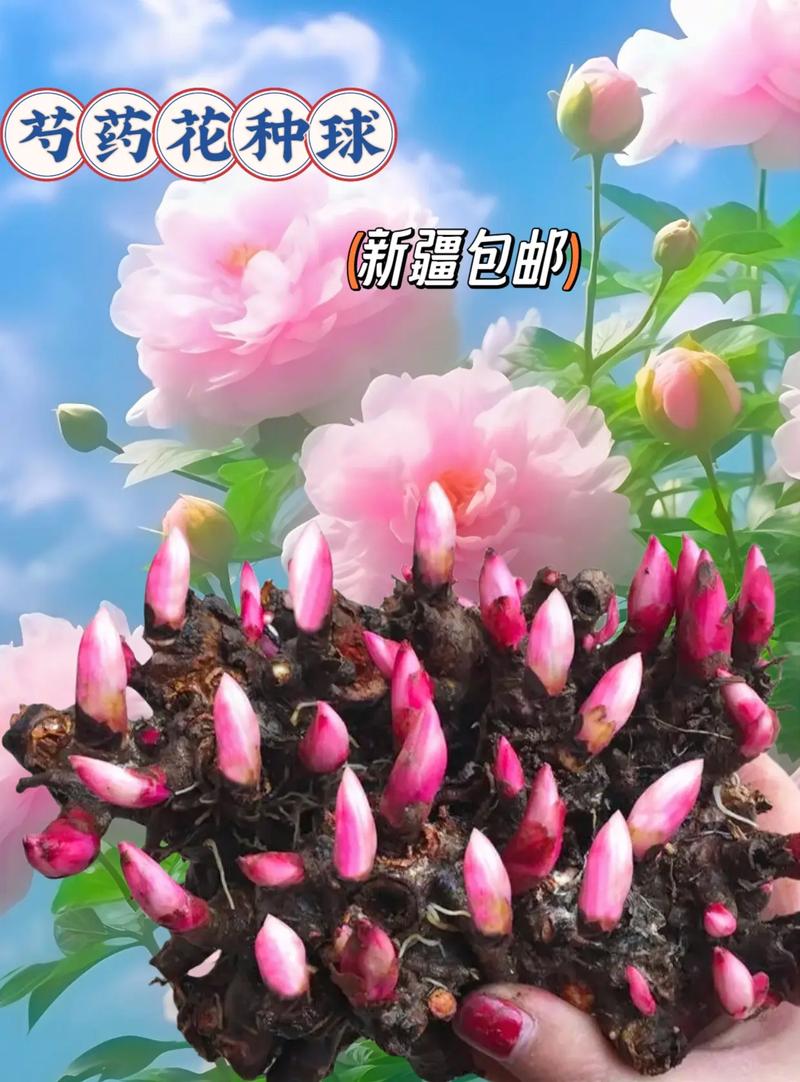 花网站,探索花卉世界的在线绿洲,让您足不出户尽享园艺之美
