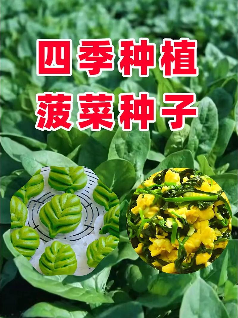介绍菠菜SEO推广方法,让绿色蔬菜成为网络焦点