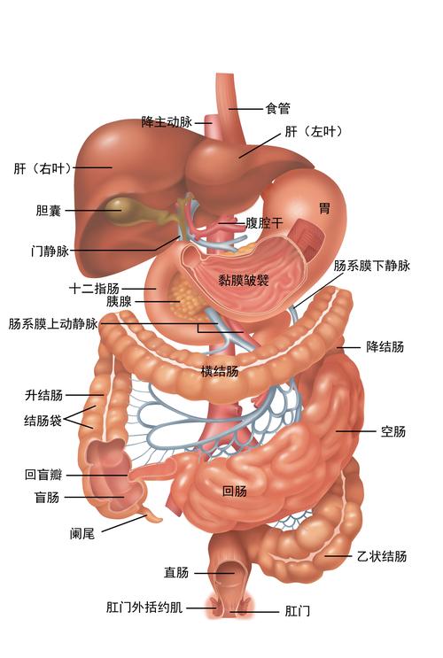 探索JSP生理周期,介绍人体健康的奥秘