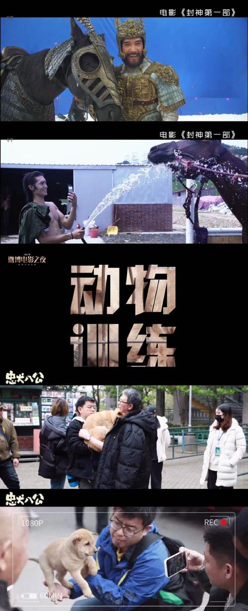 大象网站电影,匠心独运,引领电影新时代