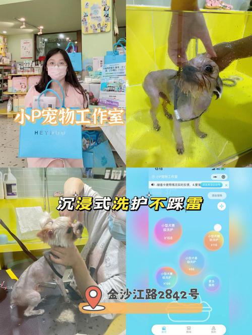 猫咪网站设计新趋势,引领宠物爱好者进入沉浸式互动时代
