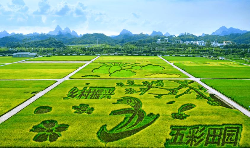 稻米种子,农业发展的种子之源,乡村振兴的关键