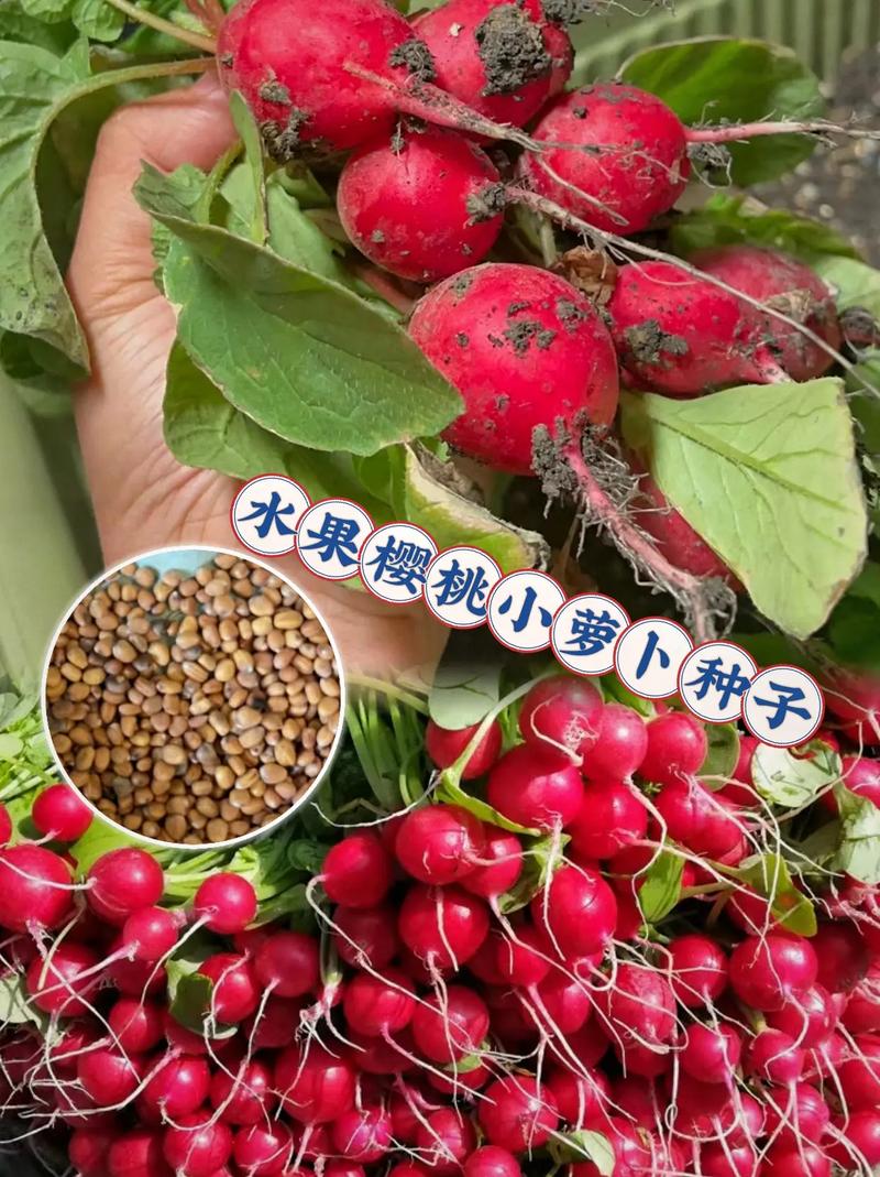 萝卜种子,农业发展的“金钥匙”_走进萝卜种子网站,探寻种植奥秘