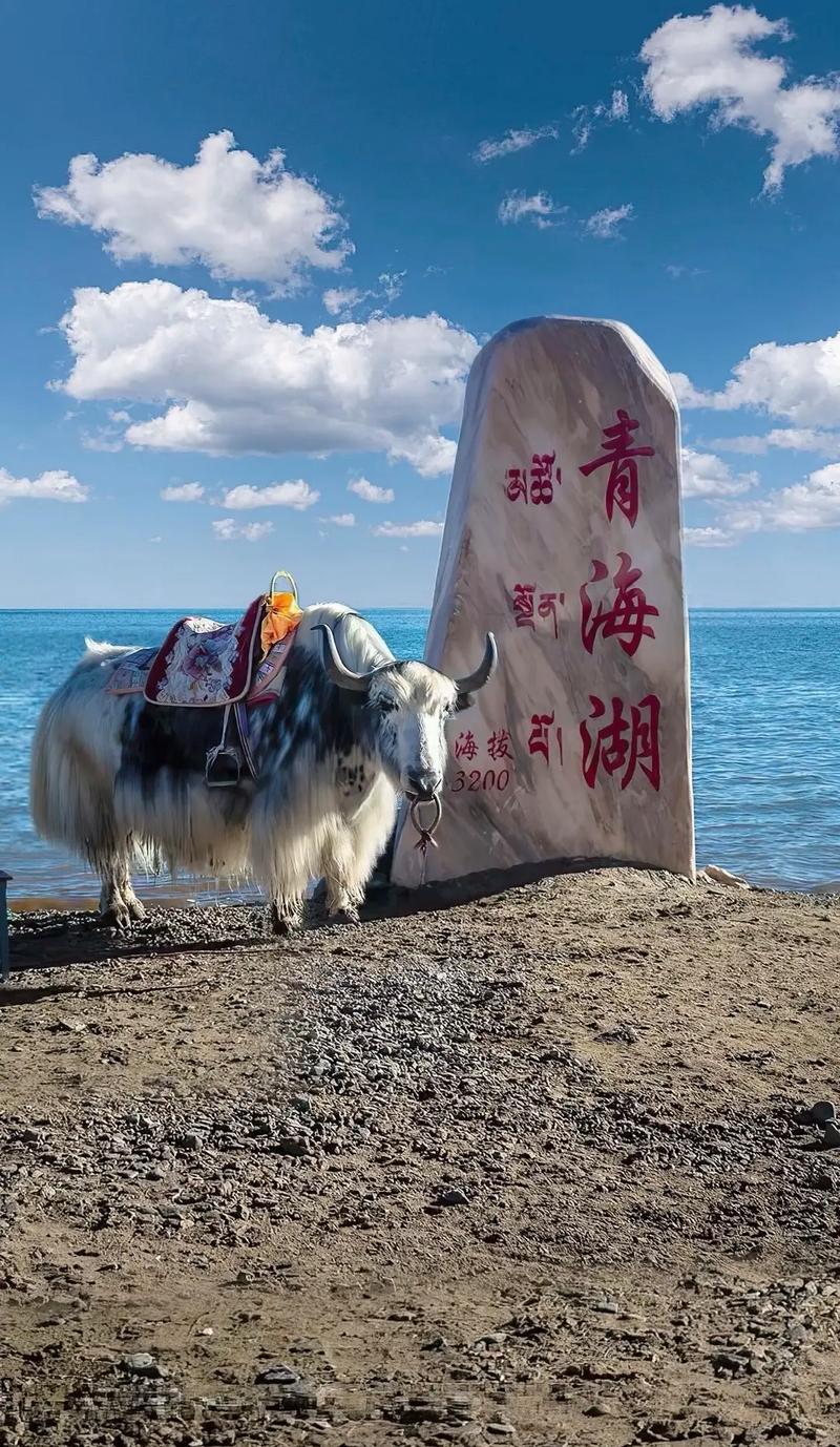 青海手机网站,探索青海之美,指尖上的风情画卷